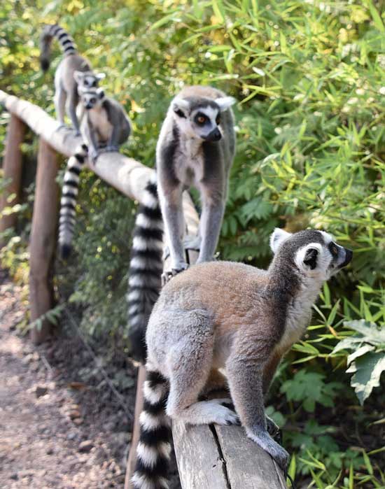 tour Madagascar del Nord